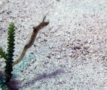 Pipehorse